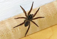 Wolf spider