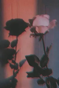 Rosemary rosewood OC