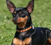 Pinscher