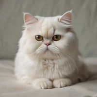 Ordinary Persian cat