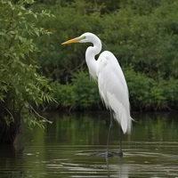 Great Egret