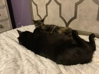 Goku cat and tankcat