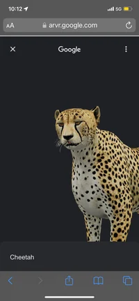 A Cheetah