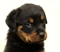 Chop ottweiler puppy