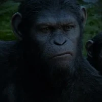 Caesar - Ape
