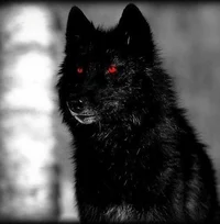 Werewolf alpha - BL