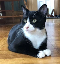 tuxedo cat