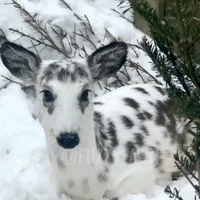 piebald