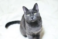 Russian Blue Cat
