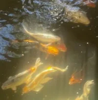 日本のRP-Japanese rp