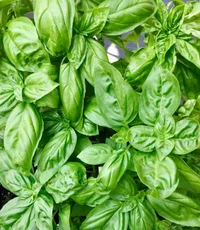 Basil