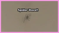 spider dave
