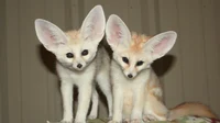Two fennec foxs Pet