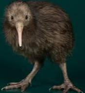 Kiwi image