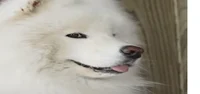 Samoyed