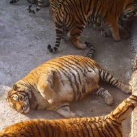 Chubby tiger