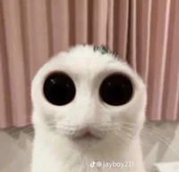 Alien cat