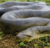 Anaconda