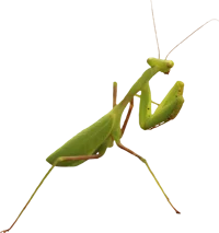 Mantis