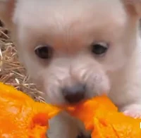 Vegan Puppy