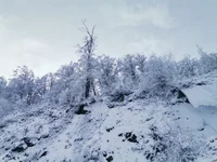AnaSavik