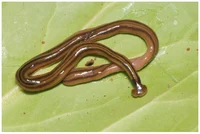 Hammerhead Worm