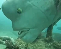 Weird Fucking Fish