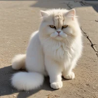 Cat Simulator 