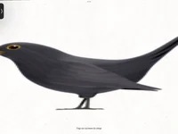 i am a crow