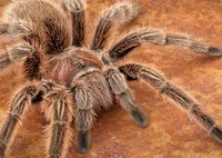Rose The Tarantula