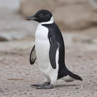 Adelie Penguin RP