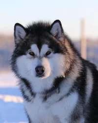 Alaskan Malamute