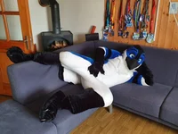 Avalon jay Fursuit 