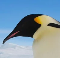 Erik emperor penguin