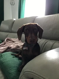 Jude -daschund-