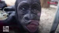 Monkguh