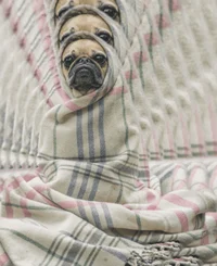 pug in a rug