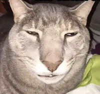 Stupid fkin high cat