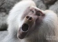 Monkrah