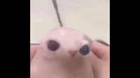 Chuba