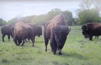 Bison herd