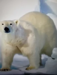 Polar bear