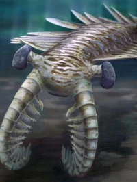 Anomalocaris
