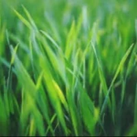 Grass