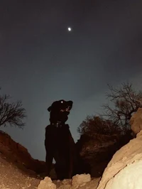 - Shadow-banned bots