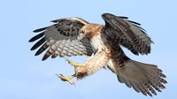 Red-tailed hawk