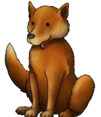 Dingo