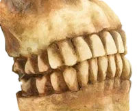 Teeth