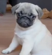 Cutest Puggy EVERR