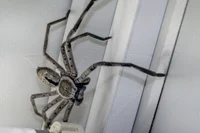 That guy from Roblox